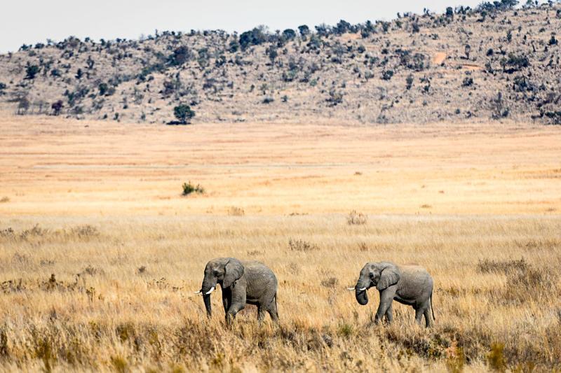 Tshwene Lodge Vaalwater Eksteriør billede